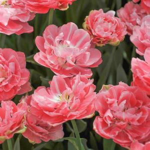 Tulipa 'Aveyron',Tulip 'Aveyron', Double Late Tulip 'Aveyron', Double Late Tulips, Spring Bulbs, Spring Flowers, Pink Tulip, Double Late Tulip