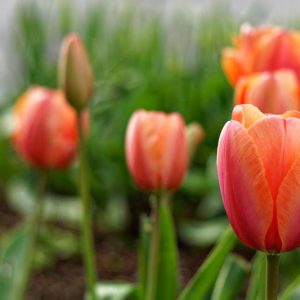 Tulipa Avignon,Tulip 'Avignon', Single Late Tulip 'Avignon', Single Late Tulips, Spring Bulbs, Spring Flowers, Tulipe Avignon, Orange tulips, Tulipes Simples Tardives, French Tulips
