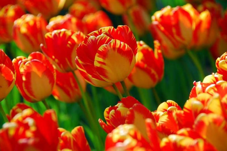 Tulipa Banja Luka, Tulip 'Banja Luka', Darwin Hybrid Tulip 'Banja Luka', Darwin Hybrid Tulips, Spring Bulbs, Spring Flowers,Tulipe Banja Luka, Darwin Tulip, Bicolor Tulip, Tulipe Darwin
