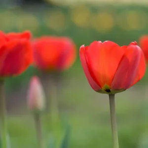 Tulipa Bastogne,Tulip 'Bastogne', Triumph Tulip 'Bastogne', Triumph Tulips, Spring Bulbs, Spring Flowers, Tulipe Bastogne, Red Tulips, Tulipes Triomphe, Mid spring tulips, Late spring tulips, sturdy tulips