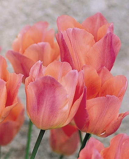 Tulipa Beauty Queen,Tulip 'Beauty Queen', Single Early Tulip 'Beauty Queen', Single Early Tulips, Spring Bulbs, Spring Flowers, Tulipe Beauty Queen, Pink Tulips, Tulipes Simples Hatives, Early spring tulips