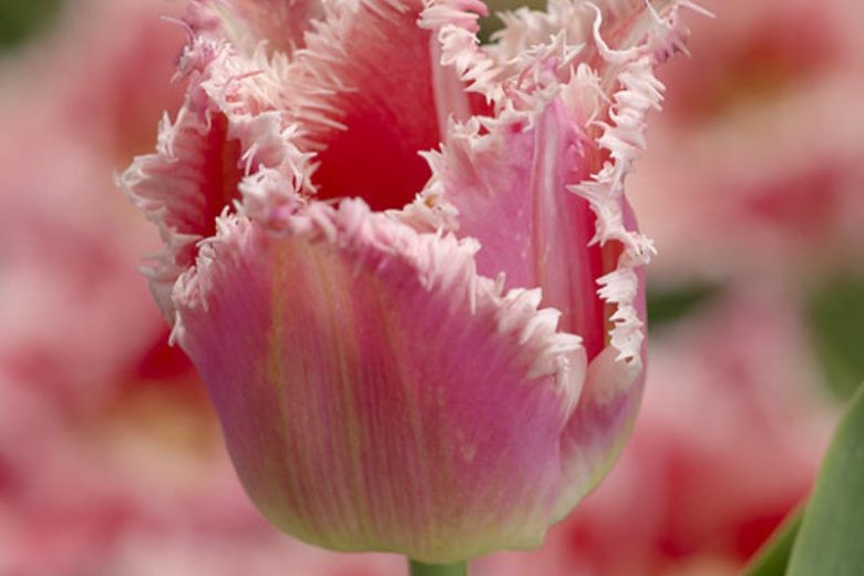 Tulipa 'Bell Song', Tulip 'Bell Song', Fringed Tulip 'Bell Song', Fringed Tulips, Spring Bulbs, Spring Flowers, pink Tulips, Tulipes Dentelle