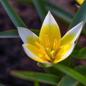 Tulipa biflora, Two-Flowered Tulip, Tulipa talijevii, Tulipa polychroma, Botanical Tulips, Wild Tulips, Rock Garden Tulips