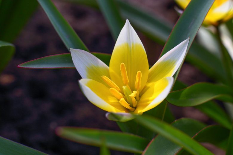 Tulipa biflora, Two-Flowered Tulip, Tulipa talijevii, Tulipa polychroma, Botanical Tulips, Wild Tulips, Rock Garden Tulips