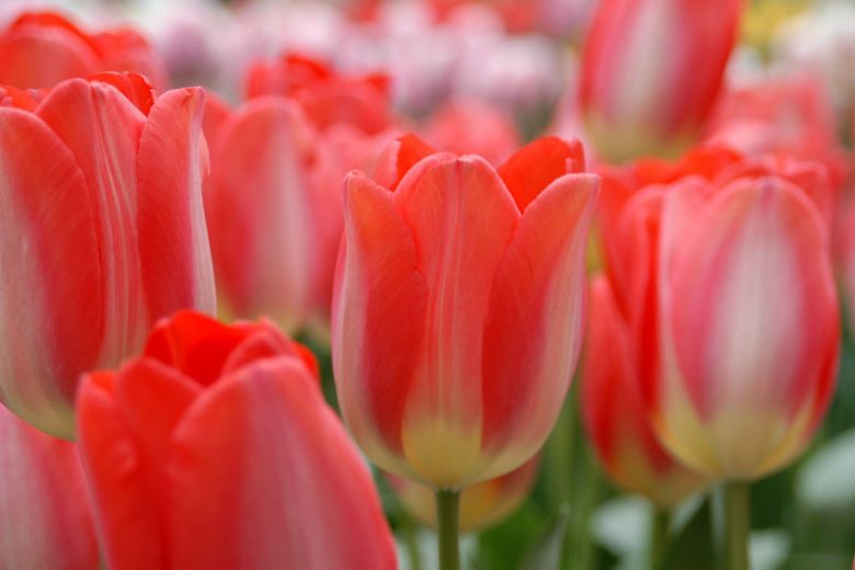 Tulipa 'Big Chief', Tulip ''Big Chief', Darwin Hybrid Tulip ''Big Chief', Darwin Hybrid Tulips, Spring Bulbs, Spring Flowers, Red Tulip