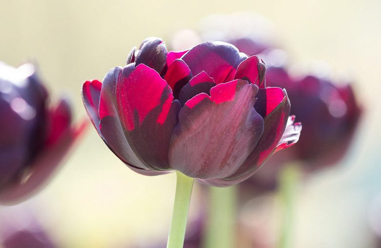 Tulipa 'Black Hero',Tulip 'Black Hero', Double Late Tulip 'Black Hero', Double Late Tulips, Spring Bulbs, Spring Flowers, Tulipe Black hero, Dark Tulips, Black Tulips, Late spring tulips, Tulipes Doubles Tardives