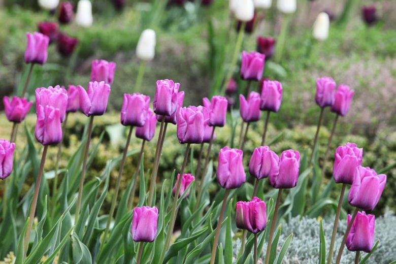 Tulipa 'Bleu Aimable', Tulip 'Bleu Aimable', Single Late Tulip 'Bleu Aimable', Single Late Tulips, Spring Bulbs, Spring Flowers, Purple Tulip,Blue Tulips