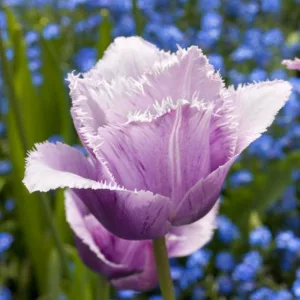 Tulipa Blue Heron, Tulip 'Blue Heron', Fringed Tulip 'Blue Heron', Fringed Tulips, Spring Bulbs, Spring Flowers,Tulipe Blue Heron, Purple Tulips, Tulipes Dentelles