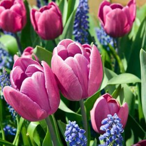Tulipa 'Blue Ribbon' ,Tulip 'Blue Ribbon', Triumph Tulip 'Blue Ribbon', Triumph Tulips, Spring Bulbs, Spring Flowers, Purple Tulips, Pink Tulips, Tulipes Triomphe, Mid spring tulips