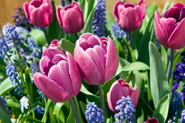 Tulipa 'Blue Ribbon' ,Tulip 'Blue Ribbon', Triumph Tulip 'Blue Ribbon', Triumph Tulips, Spring Bulbs, Spring Flowers, Purple Tulips, Pink Tulips, Tulipes Triomphe, Mid spring tulips