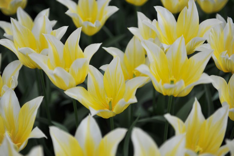 Tulipa Budlight, Tulip 'Budlight', Lily-Flowered Tulip 'Budlight', Lily-Flowering Tulip 'Budlight', Lily-Flowered Tulips, Spring Bulbs, Spring Flowers, Bicolor Tulips