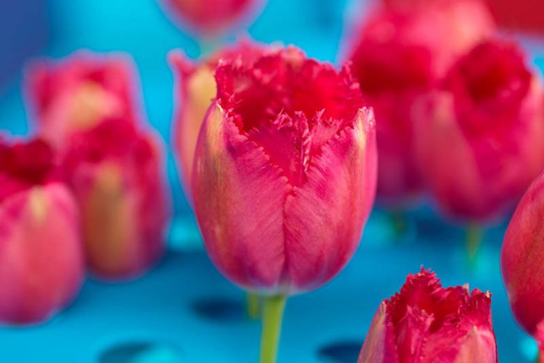 Tulipa Burgundy Lace, Tulip 'Burgundy Lace', Fringed Tulip 'Burgundy Lace', Fringed Tulips, Spring Bulbs, Spring Flowers, Tulipe Burgundy Lace, Pink Tulips, Tulipes Dentelle