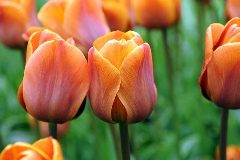 Tulipa 'Cairo', Tulip 'Cairo', Triumph Tulip 'Cairo', Triumph Tulips, Spring Bulbs, Spring Flowers, Tulipe Cairo, Orange Tulip