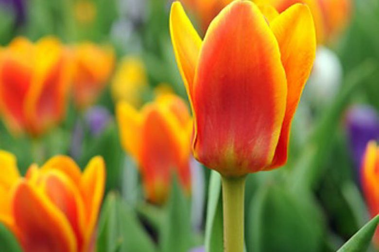 Tulipa Cape Cod,Tulip 'Cape Cod', Greigii Tulip 'Cape Cod', Greigii Tulips, Spring Bulbs, Spring Flowers, Tulipe Cape Cod,Greigii Tulips, Orange Tulips, Tulipes Greigii