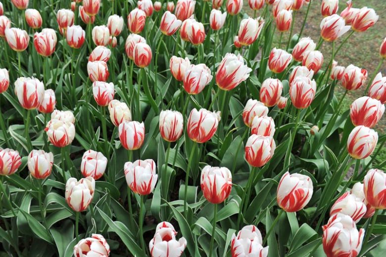 Tulipa 'Carnaval de Rio', Tulip 'Carnaval de Rio', Triumph Tulip 'Carnaval de Rio', Triumph Tulips, Spring Bulbs, Spring Flowers, White Tulips, Bicolor Tulip