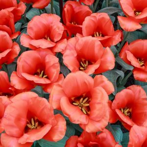 Tulipa Casa Grande, Tulip 'Casa Grande', Greigii Tulip 'Casa Grande', Greigii Tulips, Spring Bulbs, Spring Flowers, Tulipe Casa Grande, Tulipes Greigii, Red tulips