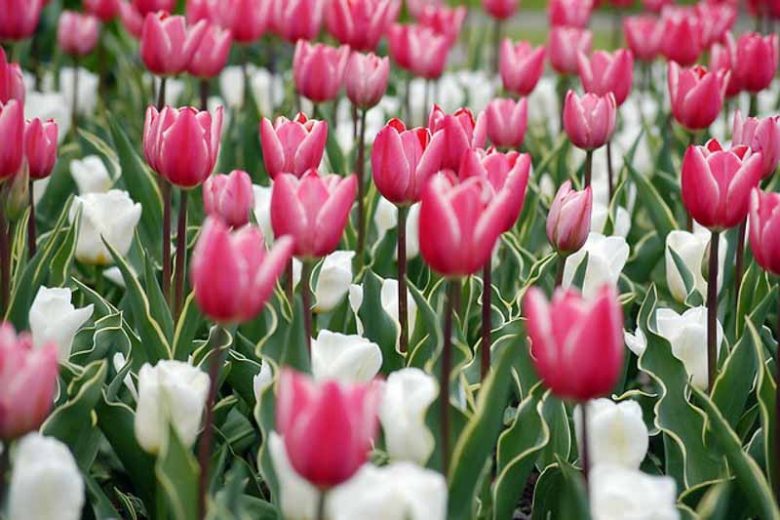 Tulipa 'Charmeur', Tulip 'Charmeur', Triumph Tulip 'Charmeur', Triumph Tulips, Spring Bulbs, Spring Flowers, Pink Tulips, Bicolor Tulips, Tulipes Triomphe, Mid spring tulips
