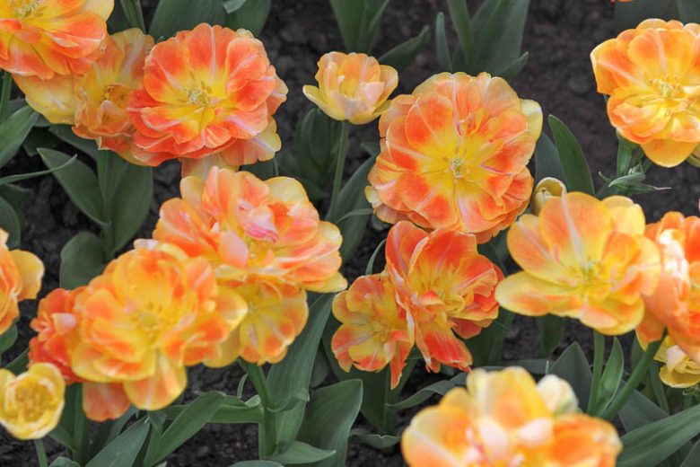 Tulipa 'Charming Beauty',Tulip 'Charming Beauty', Double Late Tulip 'Charming Beauty', Double Late Tulips, Spring Bulbs, Spring Flowers, Apricot Tulip, Double Late Tulip