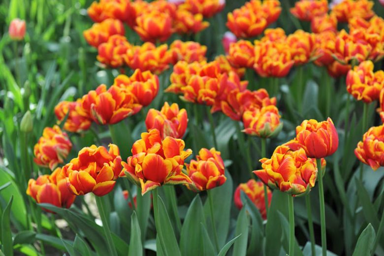Tulip Cilesta, Tulipa 'Cilesta',Tulipe 'Cilesta', Double Early Tulip, Double Early Tulip 'Cilesta', Double Early Tulips, Spring Bulbs, Spring Flowers, Mid Spring Flowers, Yellow Tulip, Red tulip, Bicolor Tulip