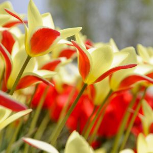 Tulipa Clusiana var Chrysantha, Golden Lady Tulip, Tulip Clusiana Tubergen's Gem, Tulipa Clusiana Tubergen's Gem, Tulipe Clusiana Tubergen's Gem, Lady Tulip, Candlestick Tulip, Tulipa Chrysantha, Botanical Tulips,