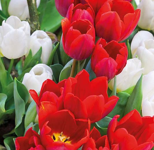 Tulipa Couleur Cardinal, Tulip 'Couleur Cardinal', Single Early Tulip 'Couleur Cardinal', Single Early Tulips, Spring Bulbs, Spring Flowers, Tulipe Couleur Cardinal, Red Tulips