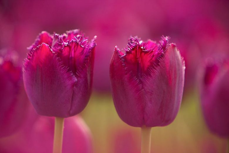 Tulipa Curly Sue, Tulip 'Curly Sue', Fringed Tulip 'Curly Sue', Fringed Tulips, Spring Bulbs, Spring Flowers, Tulipe Curly Sue, purple Tulips, Tulipes Dentelle