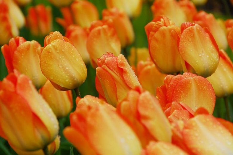 Tulipa Daydream, Tulip 'Daydream', Darwin Hybrid Tulip 'Daydream', Darwin Hybrid Tulips, Spring Bulbs, Spring Flowers, Tulipe Daydream,Tulipes Darwin, Apricot tulips, Orange tulips