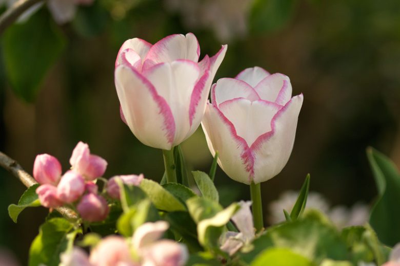 Tulipa 'Del Piero',Tulip 'Del Piero', Triumph Tulip 'Del Piero', Triumph Tulips, Spring Bulbs, Spring Flowers, Pink Tulip, Bicolor Tulip, White Tulip