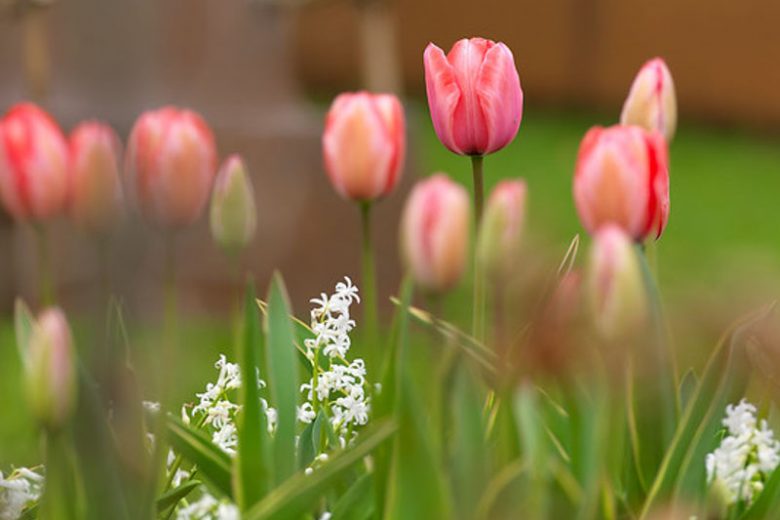 Tulipa 'Design Impression', Tulip 'Design Impression', Darwin Hybrid Tulip 'Pink Impression', Darwin Hybrid Tulips, Spring Bulbs, Spring Flowers, Pink Tulip