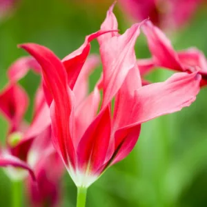 Tulipa 'Doll's Minuet', Tulip 'Doll's Minuet', Viridiflora Tulip 'Doll's Minuet', Viridiflora Tulips, Spring Bulbs, Spring Flowers, Tulipe Hollywood Star,Tulipes Viridiflora, Red Tulips