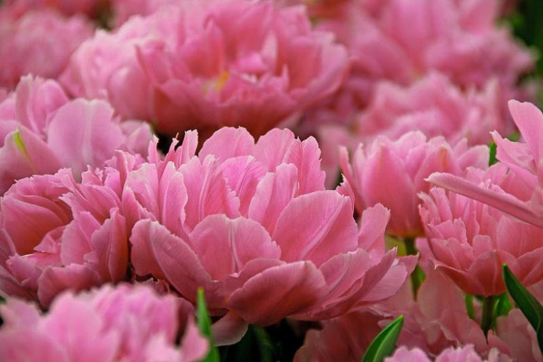Tulipa 'Double Price',Tulip 'Double Price', Double Early Tulip 'Double Price', Double Early Tulips, Spring Bulbs, Spring Flowers, Purple Tulip