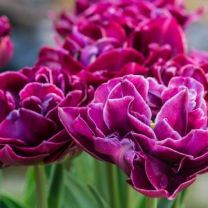 Tulipa Dream Touch,Tulip 'Dream Touch', Double Late Tulip 'Dream Touch', Double Late Tulips, Spring Bulbs, Spring Flowers, Tulipe Dream Touch, Purple Tulips, Tulipes Doubles Tardives