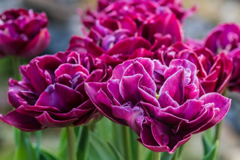 Tulipa Dream Touch,Tulip 'Dream Touch', Double Late Tulip 'Dream Touch', Double Late Tulips, Spring Bulbs, Spring Flowers, Tulipe Dream Touch, Purple Tulips, Tulipes Doubles Tardives