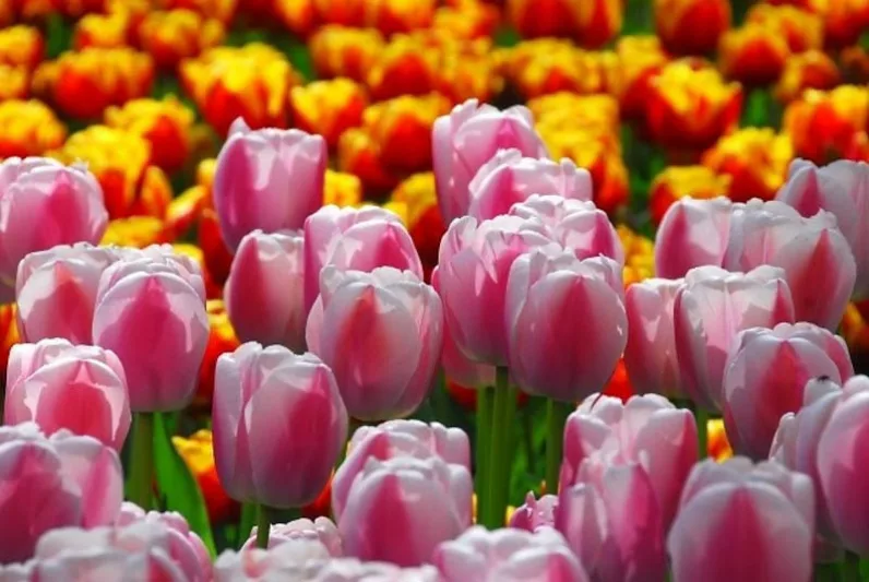 Tulipa Dreaming Maid,Tulip 'Dreaming Maid', Triumph Tulip 'Dreaming Maid', Triumph Tulips, Spring Bulbs, Spring Flowers, Tulipe Dreaming Maid, Pink Tulips, Bicolor Tulips,Tulipes Triomphe, Mid late spring tulips