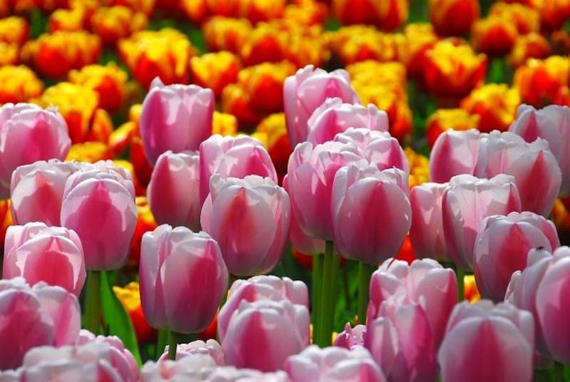 Tulipa 'Dreaming Maid' (Triumph Tulip)