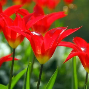 Tulipa Dyanito, Tulip 'Dyanito', Lily-Flowered Tulip 'Dyanito', Lily-Flowering Tulip 'Dyanito', Lily-Flowered Tulips, Spring Bulbs, Spring Flowers, Tulipe Dyanito,Lily Flowered Tulip, Red tulip, late season tulip, late spring tulip,mid season tulip, mid s