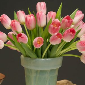 Tulip 'Dynasty', Triumph Tulip 'Dynasty', Triumph Tulips, Spring Bulbs, Spring Flowers, Tulipa 'Dynasty', Pink Tulips, Tulipes Triomphe, Mid spring tulips