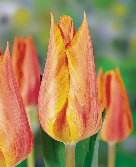 Tulipa 'El Nino' , Tulip 'El Nino', Single Late Tulip 'El Nino', Single Late Tulips, Spring Bulbs, Spring Flowers, Pink Tulip, Orange Tulip, Single Late Tulip, French Tulip