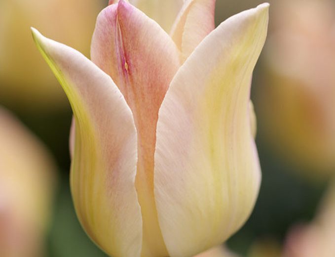 Tulipa Elegant Lady, Tulip 'Elegant Lady', Lily-Flowered Tulip 'Elegant Lady', Lily-Flowering Tulip 'Elegant Lady', Lily-Flowered Tulips, Spring Bulbs, Spring Flowers, Tulipe Elegant Lady,Lily Flowered Tulip, yellow tulip, cream tulip