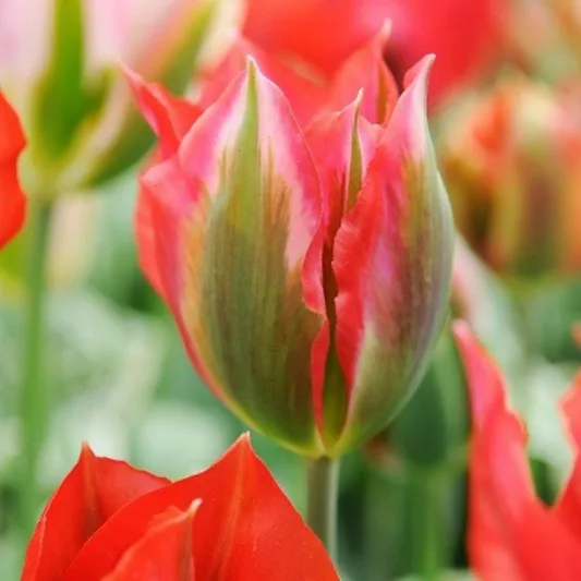 Tulipa Esperanto, Tulip 'Esperanto', Viridiflora Tulip 'Esperanto', Viridiflora Tulips, Spring Bulbs, Spring Flowers, Tulipe Esperanto,Tulipes Viridiflora, Pink Tulips