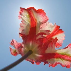 Tulipa 'Estella Rijnveld', Tulip 'Estella Rijnveld', Parrot Tulip 'Estella Rijnveld', Parrot Tulips, Spring Bulbs, Spring Flowers, Tulipe 'Estella Rijnveld', Parrot Tulip, Tulipe Perroquet