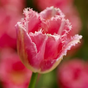 Tulipa Fancy Frills, Tulip 'Fancy Frills', Fringed Tulip 'Fancy Frills', Fringed Tulips, Spring Bulbs, Spring Flowers, Tulipe Fancy Frills, Pink Tulips, Tulipes Dentelle