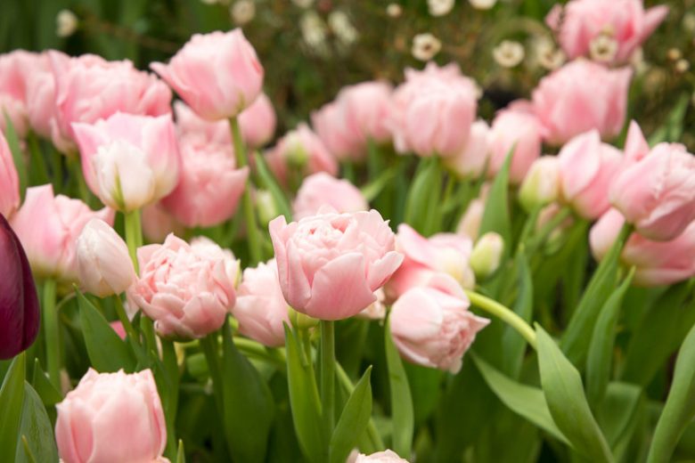 Tulipa 'Finola',Tulip 'Finola', Double Late Tulip 'Finola', Double Late Tulips, Spring Bulbs, Spring Flowers, Pink Tulip, Double Late Tulip