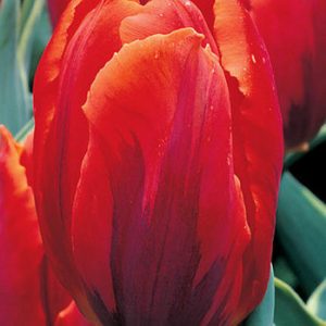 Tulipa 'Fire Queen', Tulip 'Fire Queen', Single Early Tulip 'Fire Queen', Single Early Tulips, Spring Bulbs, Spring Flowers, Orange Tulips,  Tulipes Simples Hatives, Mid spring tulips