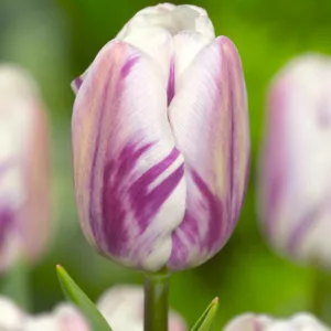 Tulipa 'Flaming Flag', Tulip 'Flaming Flag', Triumph Tulip 'Flaming Flag', Triumph Tulips, Spring Bulbs, Spring Flowers, White Tulips, Bicolor Tulip, Purple tulip