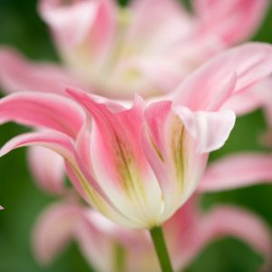 Tulipa 'Florosa',Tulip 'Florosa', Viridiflora Tulip 'Florosa', Viridiflora Tulips, Spring Bulbs, Spring Flowers, pink tulips, late spring tulip, late season tulip