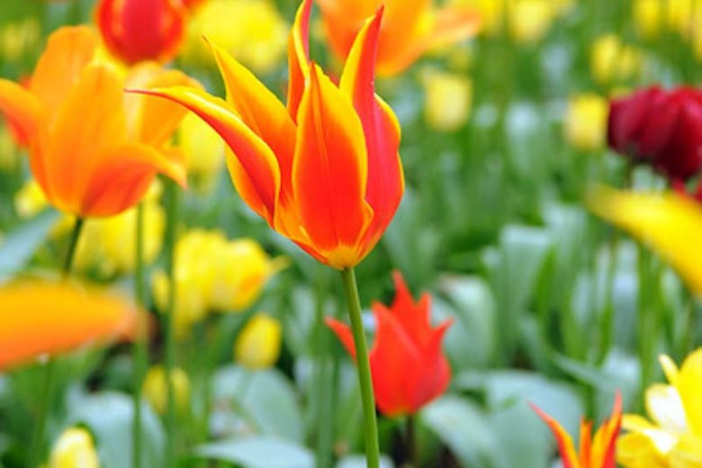 Tulipa 'Fly away, Tulip 'Fly away', Lily-Flowered Tulip 'Fly away', Lily-Flowered Tulips, Spring Bulbs, Spring Flowers,Tulipe Fly away, Lily Flowered Tulip, Red tulip, bicolor tulip, mid late season tulip, mid late spring tulip