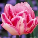 Tulipa 'Foxtrot',Tulip 'Foxtrot', Double Early Tulip 'Foxtrot', Double Early Tulips, Spring Bulbs, Spring Flowers, Tulipes Double Hatives, Pink Tulip
