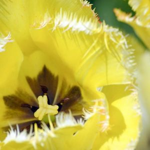 Tulipa 'Fringed Elegance', Tulip 'Fringed Elegance', Fringed Tulip 'Fringed Elegance', Fringed Tulips, Spring Bulbs, Spring Flowers, Yellow Tulips, Tulipes Dentelle, mid spring yellow tulip