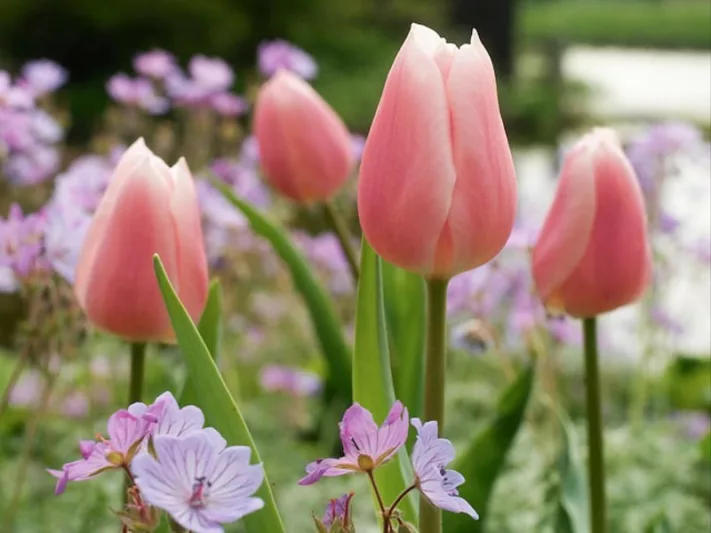 Tulipa Gabriella,Tulip 'Gabriella', Triumph Tulip 'Gabriella', Triumph Tulips, Spring Bulbs, Spring Flowers, Tulipe Gabriella, Pink Tulips, Tulipes Triomphe